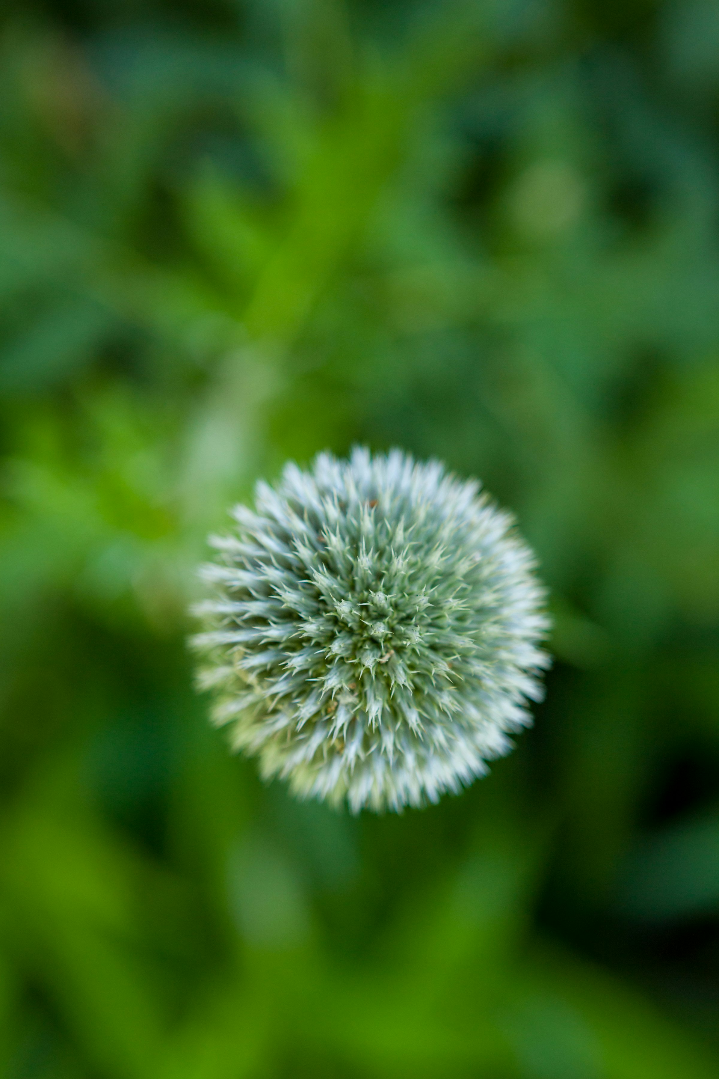 white dandelion in close up photography